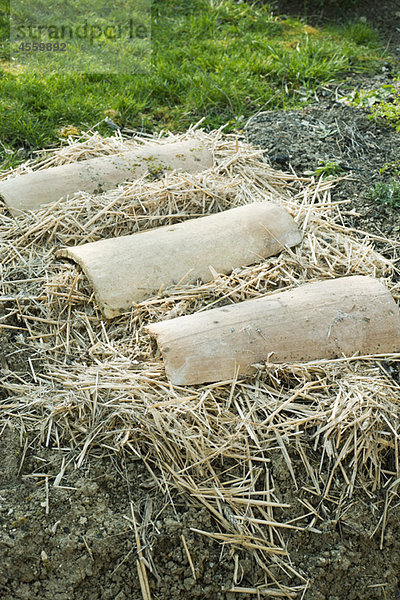 Gepflanzter Garten mit Stroh bedeckt