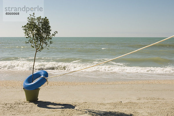 Seil am Lebensgürtel befestigt  der den Baum umgibt  der am Wasserrand am Strand wächst