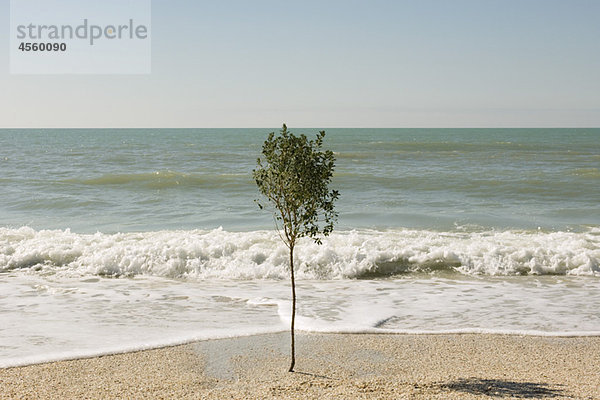 Einsamer Baum  der am Strand am Rande des Wassers wächst.