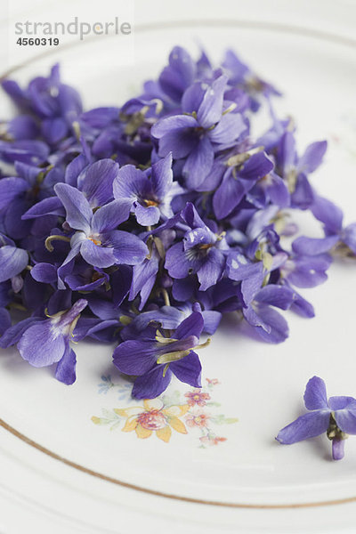 Violette Blumen auf Teller