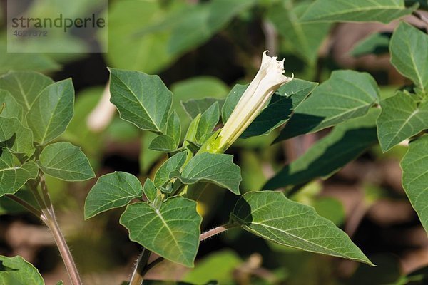 Deutschland  White jimson weed  Nahaufnahme