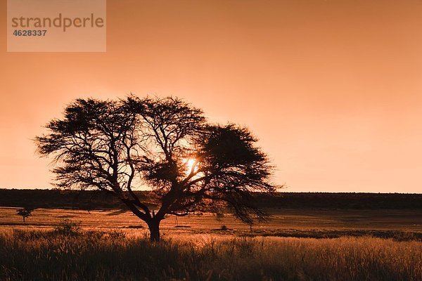 Afrika  Botswana  Mabuasehube  Blick auf Akazie bei Sonnenuntergang