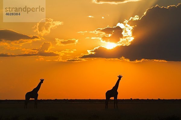 Afrika  Botswana  Giraffen im zentralen Kalahari Wildreservat bei Sonnenuntergang