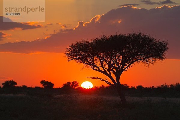 Afrika  Botswana  Blick auf das zentrale Kalahari-Wildreservat bei Sonnenuntergang mit einer Schirm-Akazie
