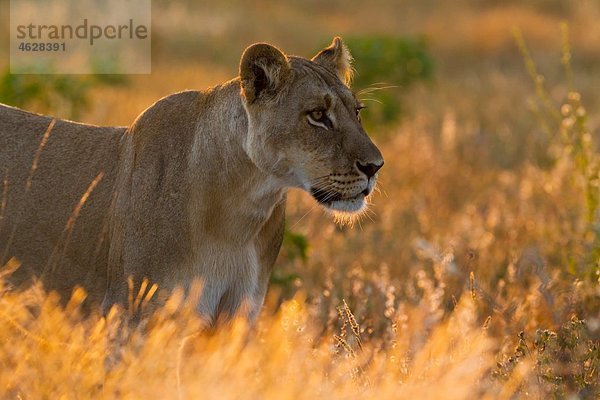 Afrika  Botswana  Löwin im Zentral Kalahari Wildreservat