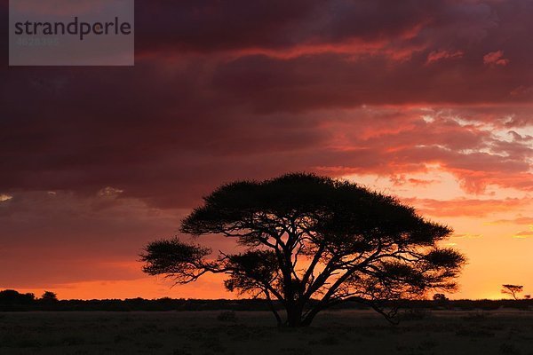 Afrika  Botswana  Blick auf das zentrale Kalahari-Wildreservat bei Sonnenuntergang mit einer Schirm-Akazie