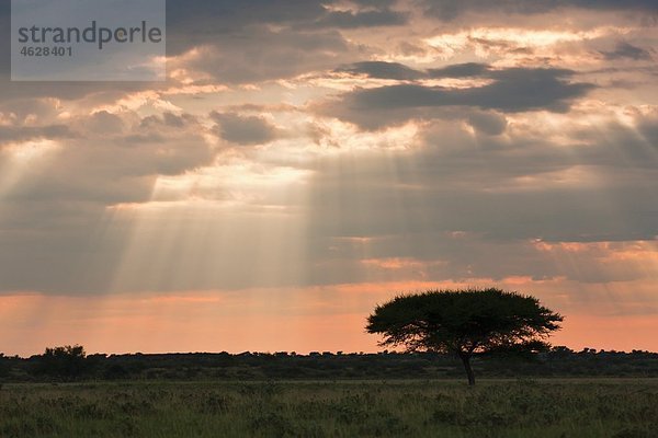 Afrika  Botswana  Blick auf das zentrale Kalahari-Wildreservat in der Abenddämmerung mit einer Regenschirm-Akazie