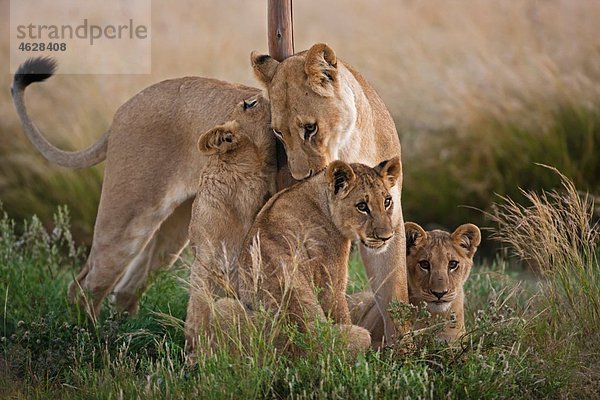 Afrika  Botswana  Löwin mit Jungen im zentralen Kalahari-Wildreservat