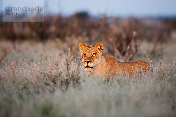 Afrika  Botswana  Löwin im Zentral Kalahari Wildreservat