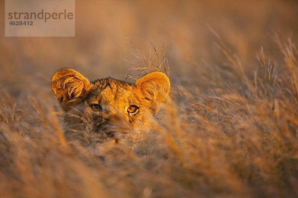 Afrika  Botswana  Löwin im Zentral Kalahari Wildreservat