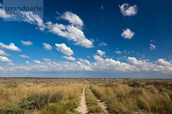 Afrika  Botswana  Blick auf das zentrale Kalahari-Wildreservat mit Track
