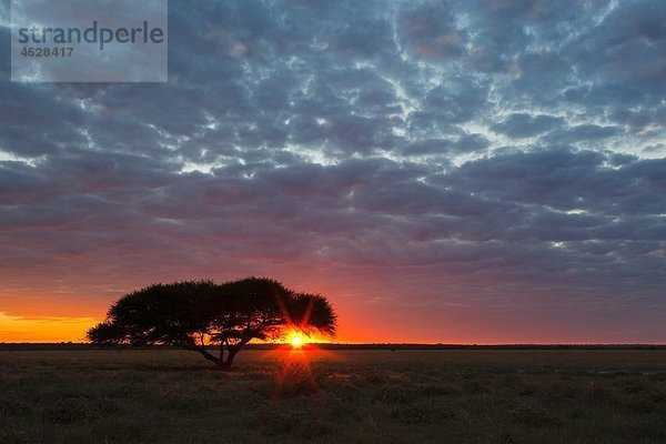 Afrika  Botswana  Blick auf das zentrale Kalahari-Wildreservat bei Sonnenaufgang mit Regenschirm-Akazie