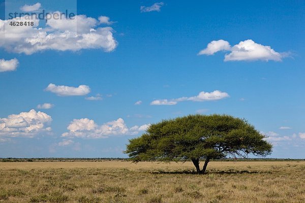 Afrika  Botswana  Blick auf das zentrale Kalahari-Wildreservat mit Regenschirm-Akazie