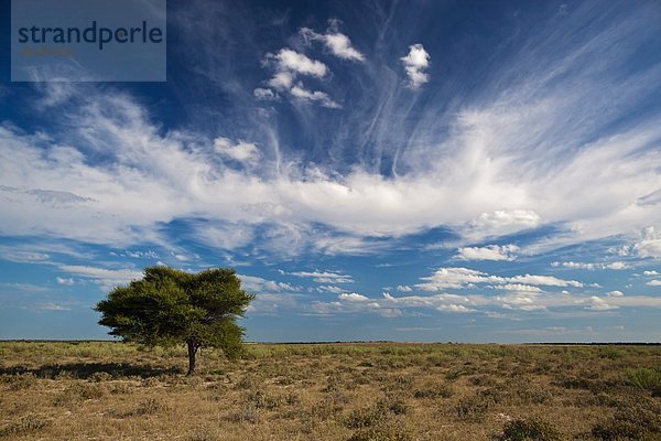 Afrika  Botswana  Blick auf das zentrale Kalahari-Wildreservat mit Regenschirm-Akazie