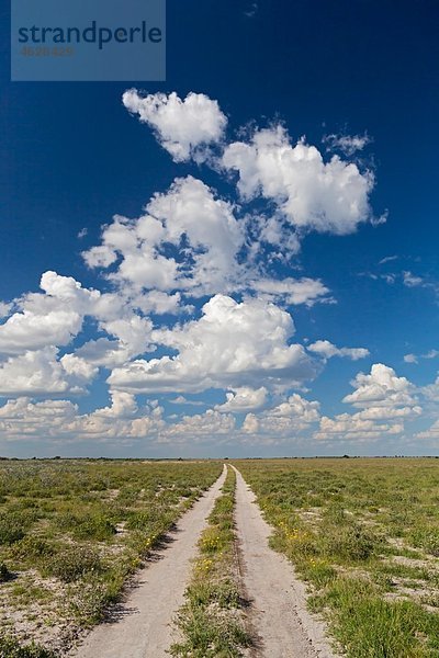 Afrika  Botswana  Blick auf das zentrale Kalahari-Wildreservat mit Track
