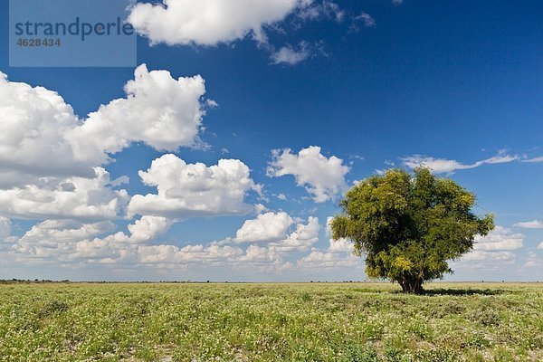 Afrika  Botswana  Blick auf das zentrale Kalahari-Wildreservat mit Kameldornbaum