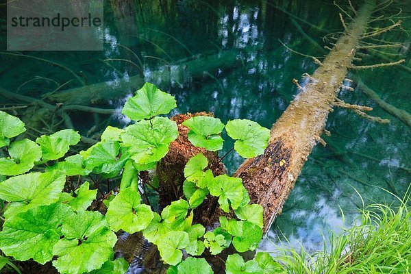 Europa  Kroatien  jezera  Blätter wachsen auf Baumstamm