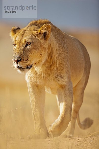 Afrika  Botswana  Südafrika  Kalahari  Löwe im Kgalagadi Transfrontier Park