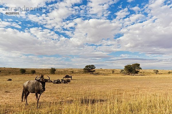 Afrika  Botswana  Südafrika  Kalahari  Blaue Gnus im Kgalagadi Transfrontier Park