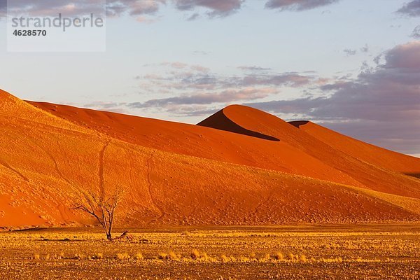 Afrika  Namibia  Namib Wüste  Blick auf Sanddünen im Namib-Naukluft Nationalpark
