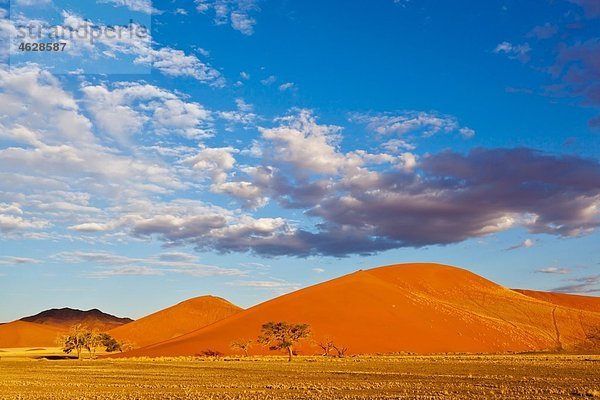 Afrika  Namibia  Namib Wüste  Blick auf Sanddünen und Kameldornbaum im Namib-Naukluft Nationalpark