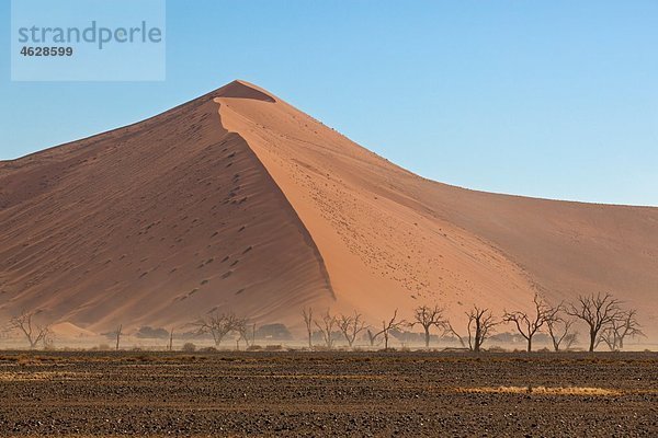 Afrika  Namibia  Namib Wüste  Blick auf Tsauchab Flussbett und Kameldornbaum im Namib-Naukluft Nationalpark