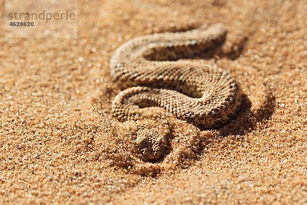 Afrika  Nambia  Bitis peringueyi kriechend auf Sand in der Namibwüste