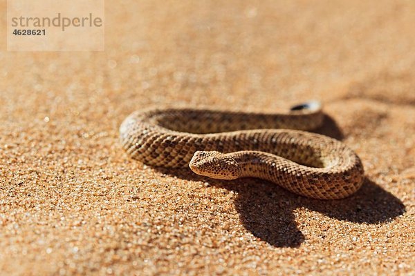 Afrika  Nambia  Bitis peringueyi kriechend auf Sand in der Namibwüste