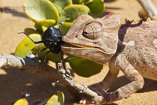 Afrika  Namibia  Namaqua Chamäleon beim Fressen eines Käfers in der Namibwüste