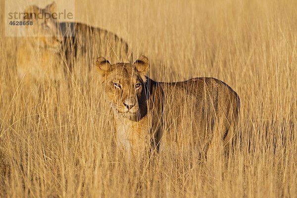 Afrika  Namibia  Etosha Nationalpark  Löwe  Löwin im Gras stehend