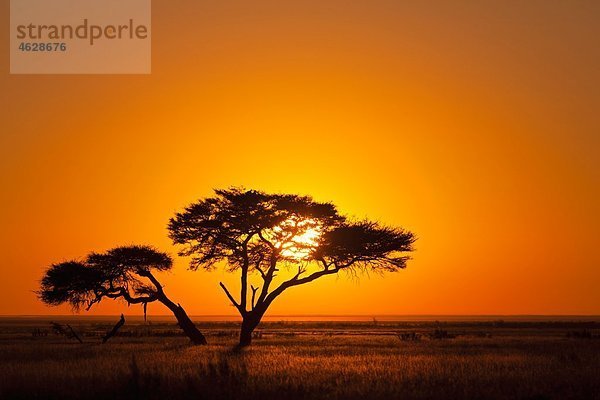 Afrika  Namibia  Regenschirm-Akazie im Etosha-Nationalpark bei Sonnenaufgang