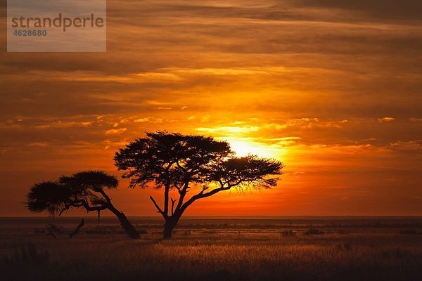 Afrika  Namibia  Regenschirm-Akazie im Etosha-Nationalpark bei Sonnenaufgang