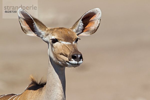 Afrika  Namibia  Groß-Kudu im Etoscha-Nationalpark