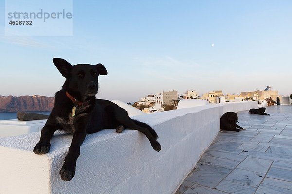 Europa  Griechenland  Kykladen  Santorini  Hunde in den Straßen von Oia