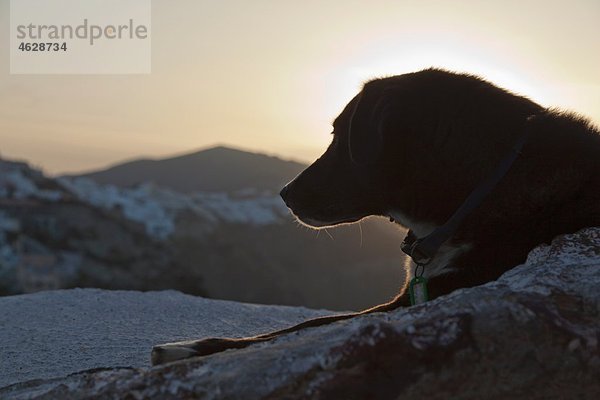 Europa  Griechenland  Kykladen  Santorini  Hund in den Straßen von Oia