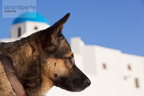 Europa  Griechenland  Kykladen  Santorini  Hund in den Straßen von Oia