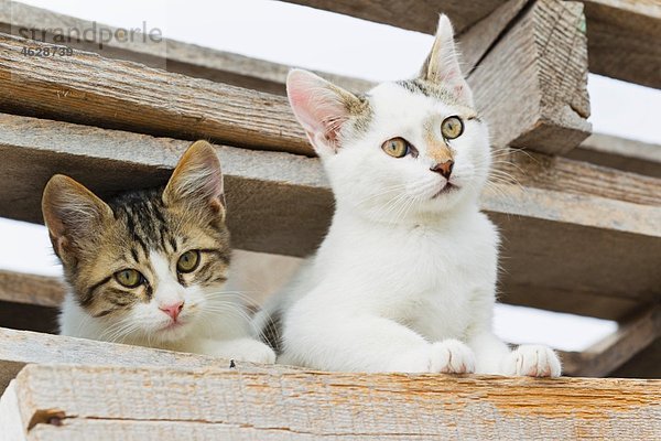Europa  Griechenland  Kykladen  Santorini  Katzenbeobachtung durch Holz