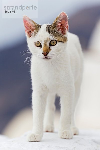 Europa  Griechenland  Kykladen  Santorini  Katze an der Wand stehend