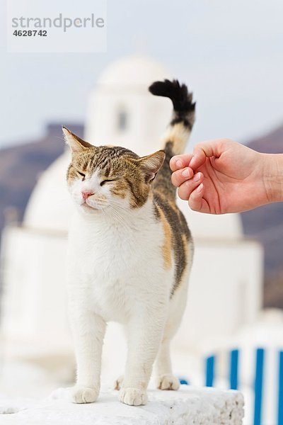 Europa  Griechenland  Kykladen  Santorini  Menschenhand versucht Katze zu berühren