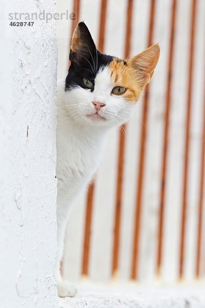 Europa  Griechenland  Kykladen  Santorin  Katze auf der Straße stehend