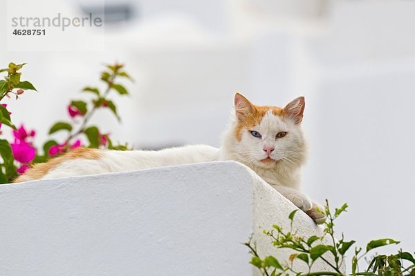 Europa  Griechenland  Kykladen  Santorini  Katze auf Wand sitzend