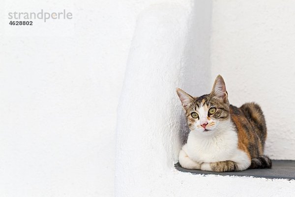 Europa  Griechenland  Kykladen  Oia  Santorini  Katze in einer Ecke sitzend
