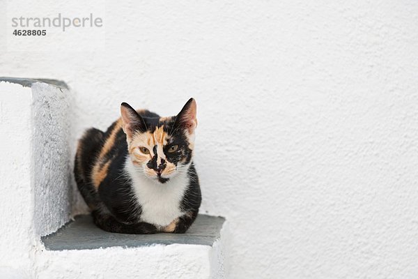 Europa  Griechenland  Kykladen  Oia  Santorini  Katze auf Stufen sitzend
