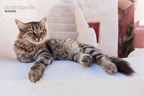 Europa  Griechenland  Kykladen  Thira  Santorini  Oia  Katze auf Wand liegend