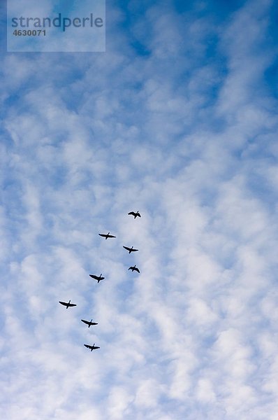 Deutschland  Schleswig-Holstein  Foehr  Vogelschwarm über dem Himmel