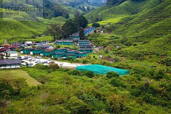 Malaysia  Blick auf Teeplantage mit Dorf