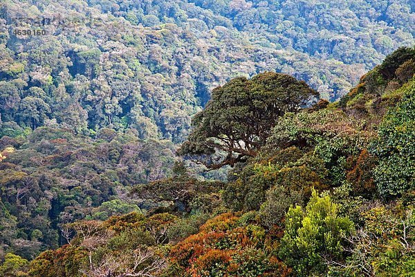 Malaysia  Blick auf den Regenwald
