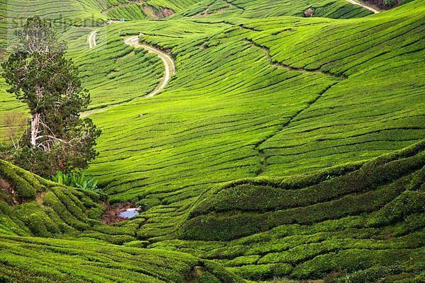 Malaysia  Blick auf die Teeplantagenregion
