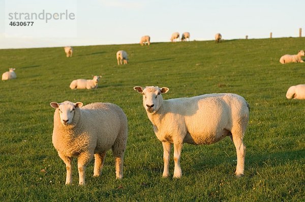 Deutschland  Schleswig-Holstein  Blick auf die Schafherde im Grünland