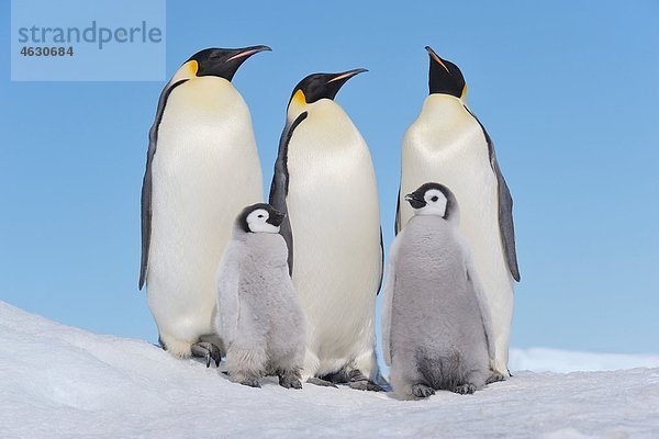 Antarktis  Antarktische Halbinsel  Kaiserpinguine mit Küken auf Schneehügelinsel